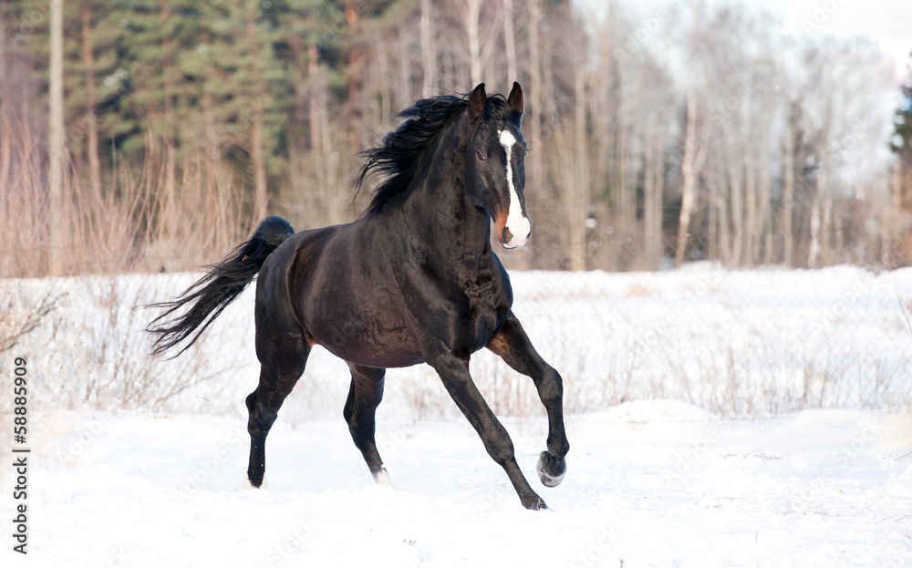 Black stallion running in winter - obrazy, fototapety, plakaty 