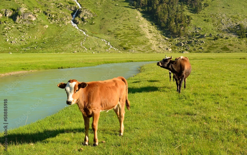 Fototapeta premium Cows in Caucasus