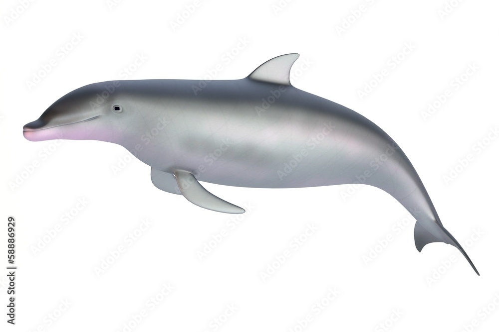Fototapeta premium realistic 3d render of dolphin