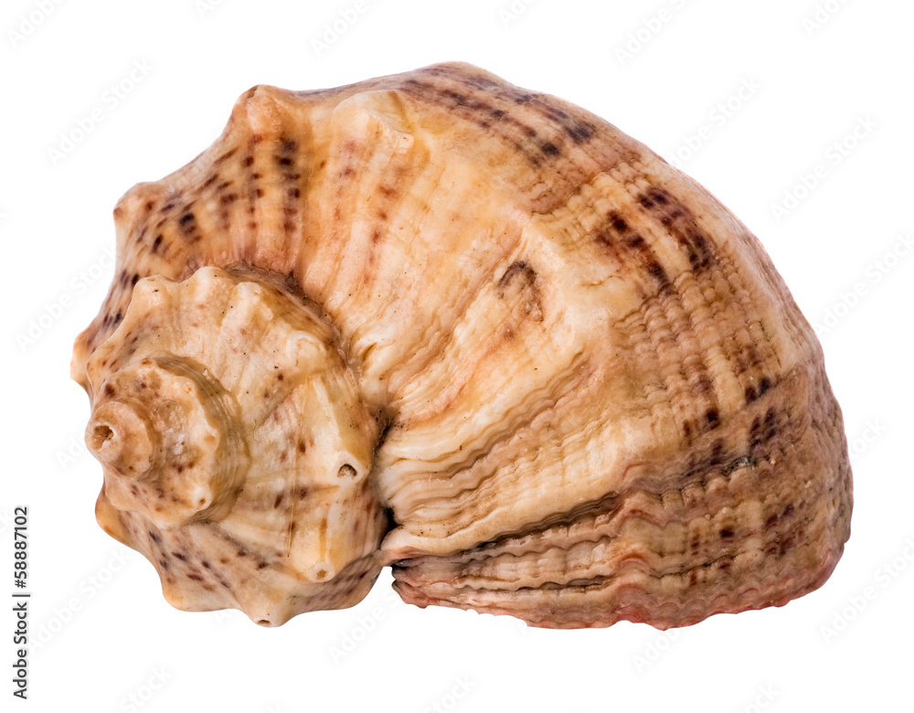 marine seashell isolated on white background