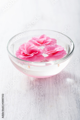 begonia flowers in bowl