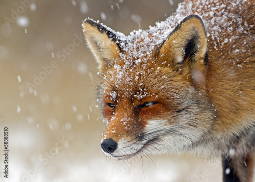 Photography Red Fox in wintertime