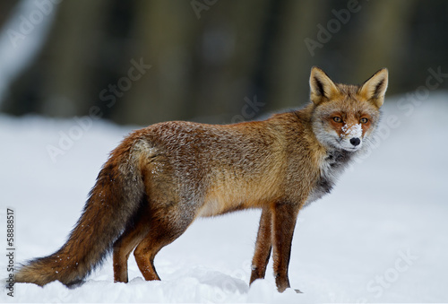 Red Fox in wintertime