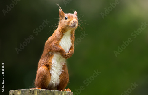 Red Squirrel