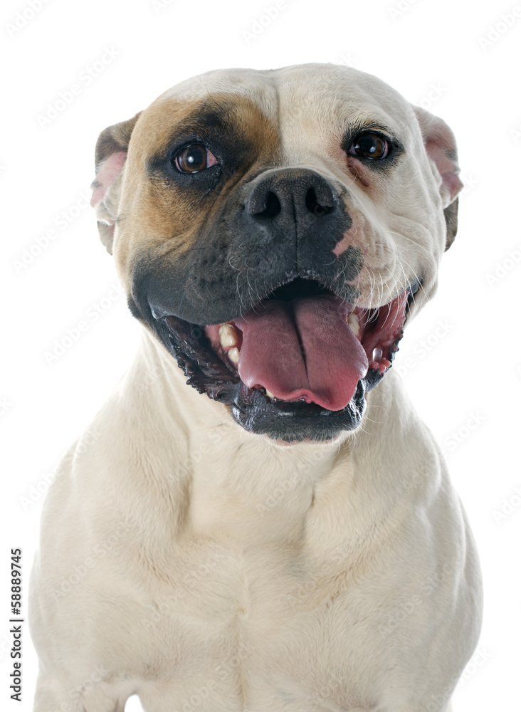 american bulldog