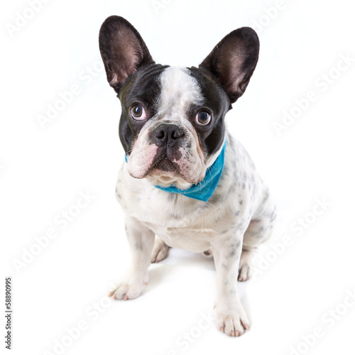 Adorable French bulldog over white background