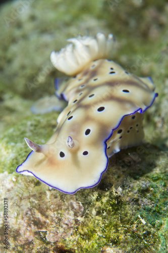 Chromodoris Coi Nudibranch photo