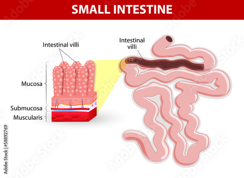 Intestinal villi. Vector diagram