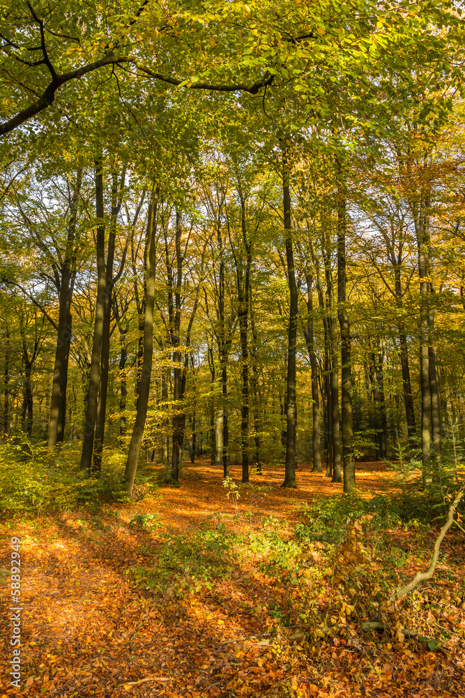 Obraz premium Forest in uatumn colors