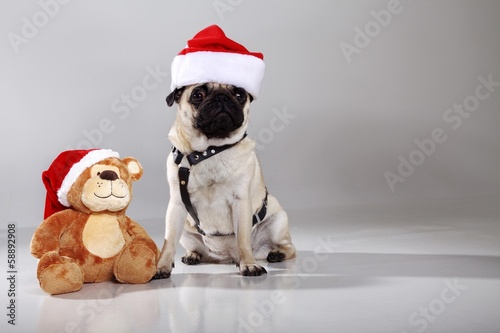 Mopps Hund mit Weihnachtsmütze und Weihnachtsteddybär witzig