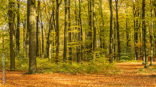 Forest in autumn colors © HildaWeges