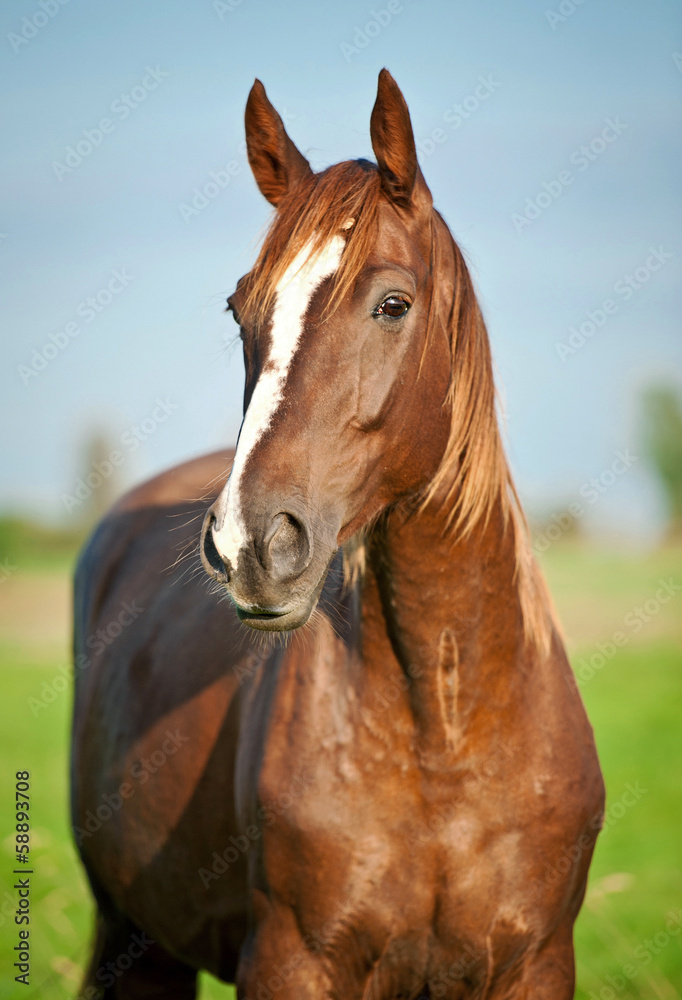 Portrait of beautiful red horse in summer - obrazy, fototapety, plakaty 