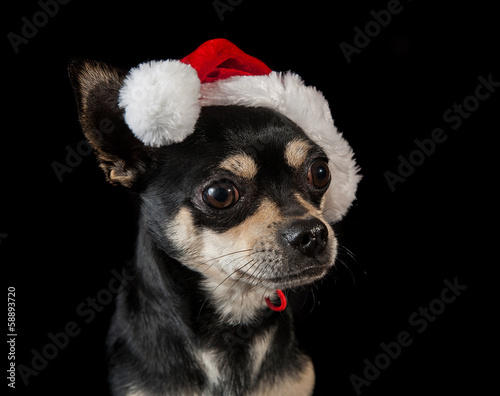 Pet dog wearing Santa hat © grandaded