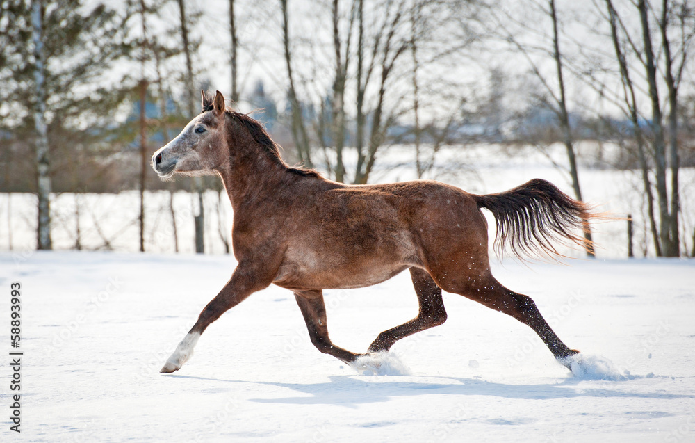 Beautiful gray arabian horse running in winter Beautiful gray arabian horse running in winter