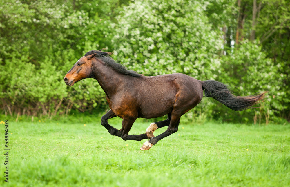 Naklejka premium Bay horse running at field in summer