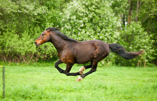 Tela Bay horse running at field in summer