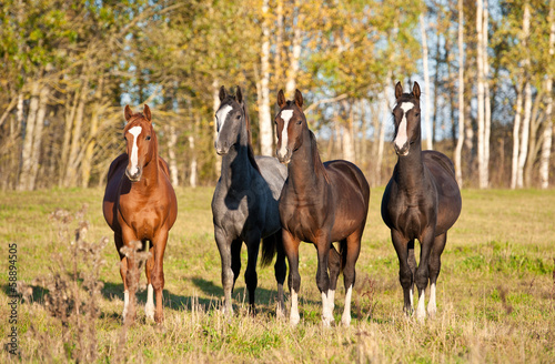 Four beautiful young horses standing at field in autumn