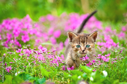 Adorable tabby kitten in flowers #58894509