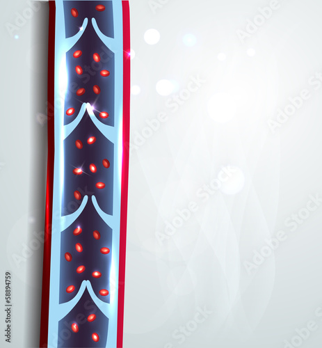 Human vein illustration. Vein cross section