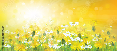 Vector of spring background with yellow chamomiles and dandelion