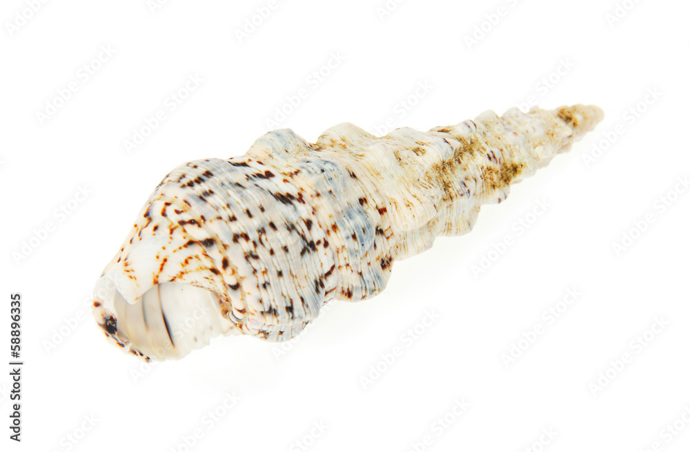 Seashell close up Seashell close up