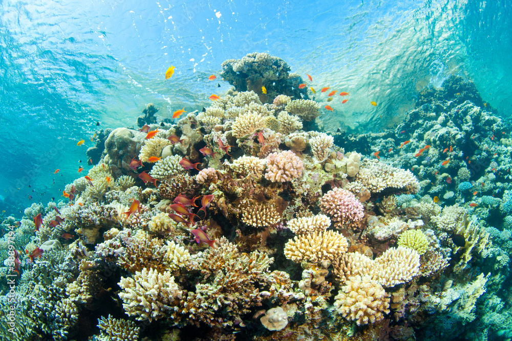 corals in the sea