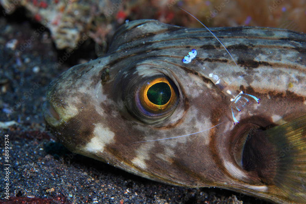 Narrow-lined puffer (Arothron manilensis) Stock Photo | Adobe Stock