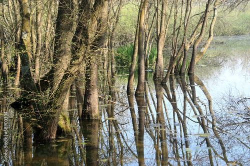 delta del po oasi di punta alberete photo