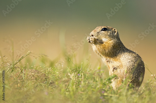 European ground squirrel © hitman1234