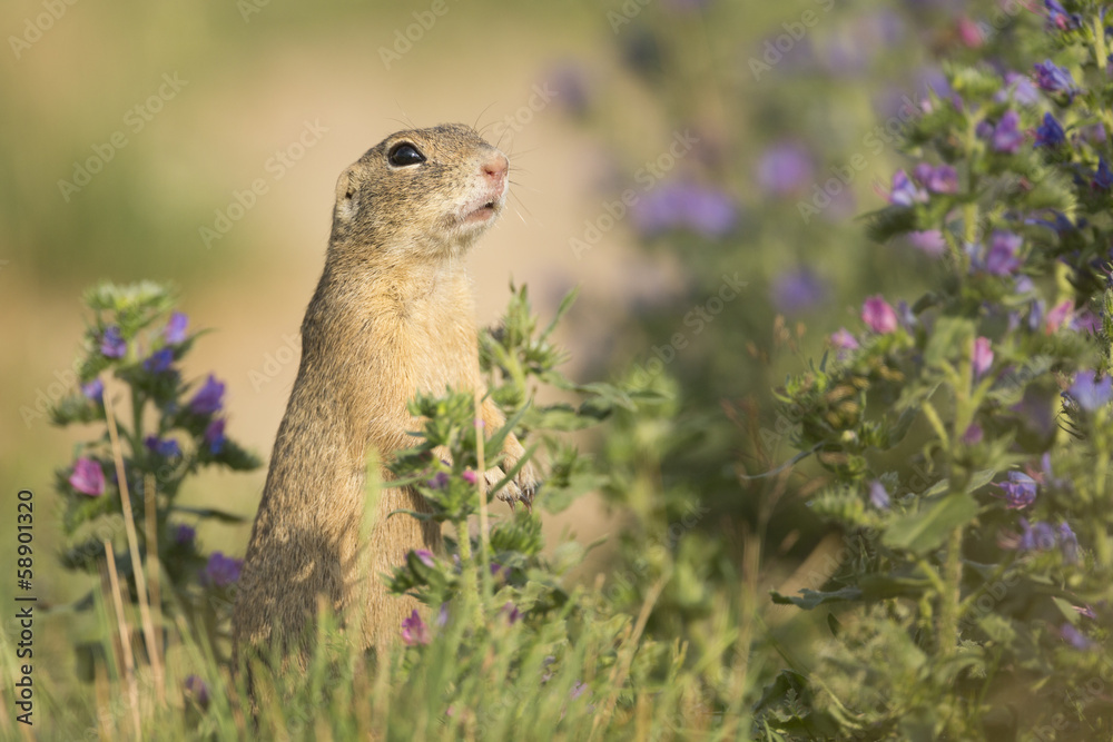 Fototapeta premium European ground squirrel