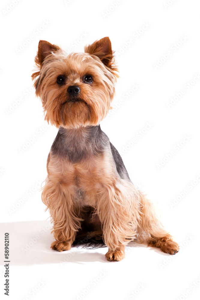 Yorkshire Terrier, sitting and looking at camera