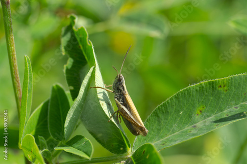 Grasshopper on the leaves of clover