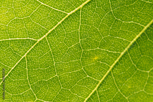 Reverse side of the leaf