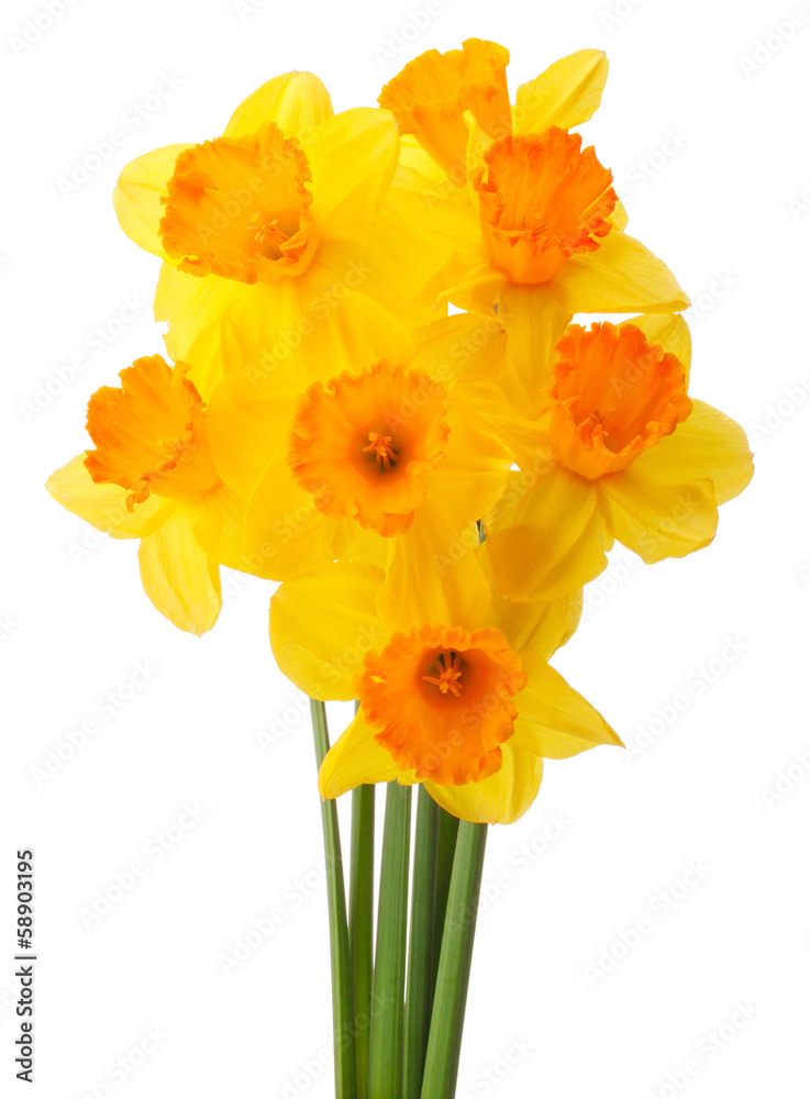 Daffodil flower or narcissus bouquet isolated on white backgro Daffodil flower or narcissus bouquet isolated on white backgro