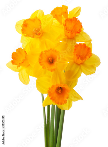 Daffodil flower or narcissus  bouquet  isolated on white backgro