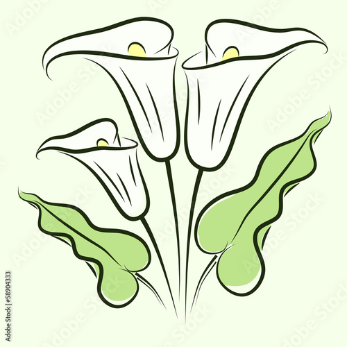 Fototapeta Naklejka Na Ścianę i Meble -  Calla lily color