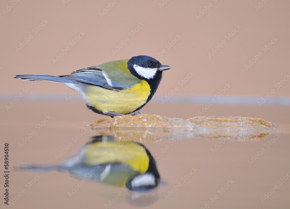 Obraz premium Great tit in the water.
