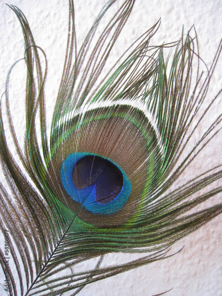 Fototapeta premium Pfaufeder mit blau irisierenden Auge