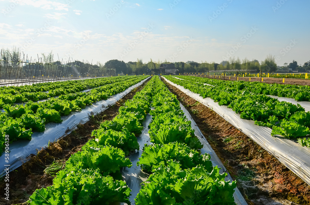 Naklejka premium Agricultural industry. Growing salad lettuce on field