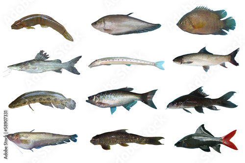 Set Freshwater fish of Thailand