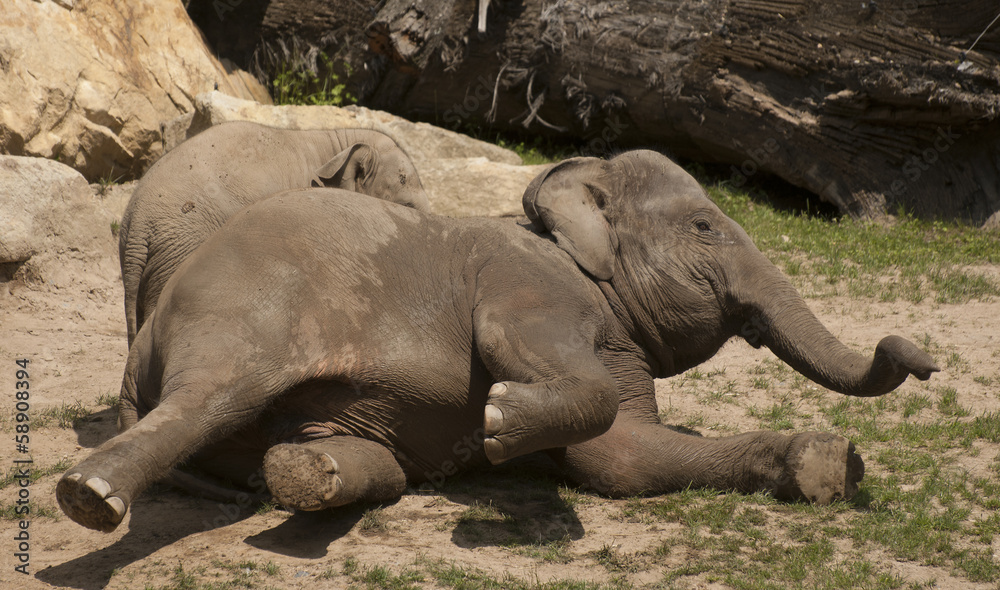 Fototapeta premium Elephant