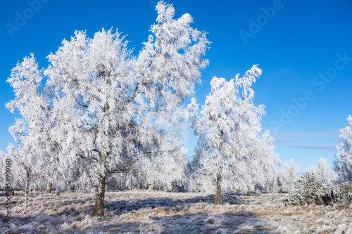Hoarfrost covered trees © Lars Johansson