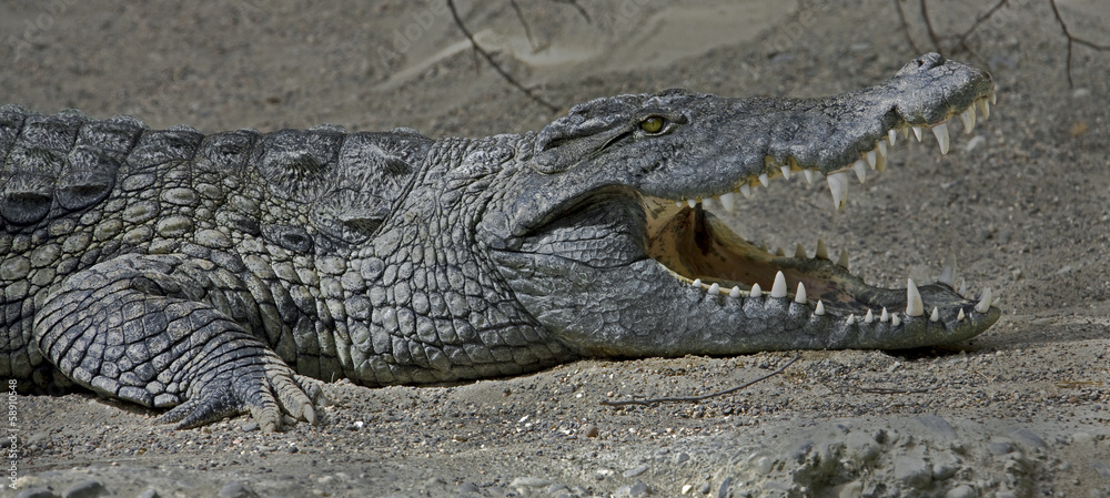 Obraz premium Crocodile de nile 2