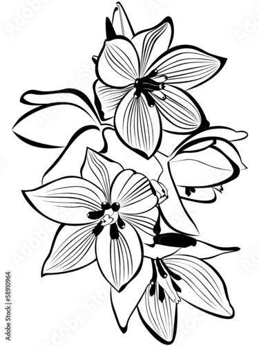 Fototapeta Naklejka Na Ścianę i Meble -  orchids