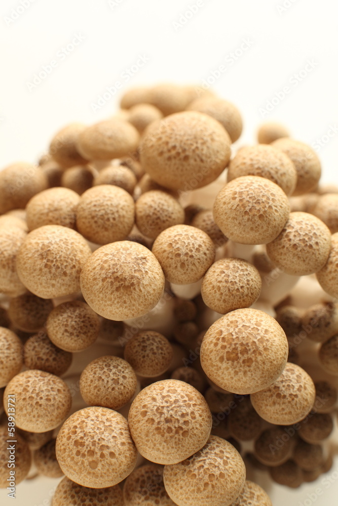 japanese mushroom, Shimeji japanese mushroom, Shimeji