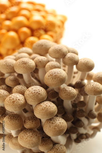 Japanese mushroom