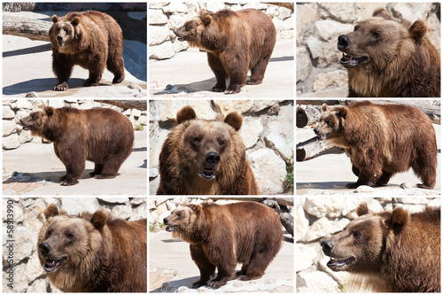 Bear