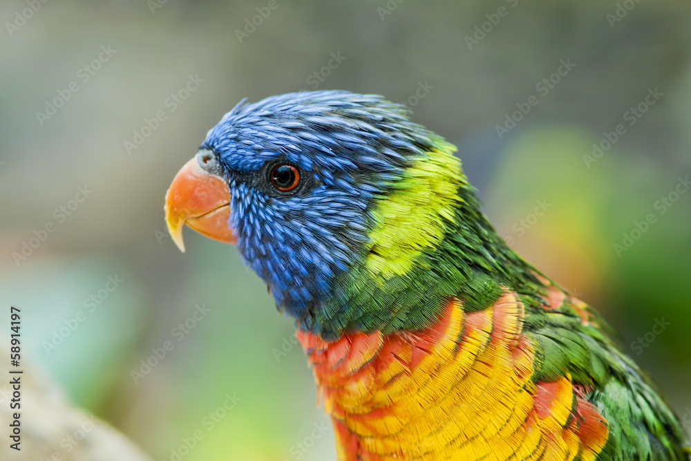 Rainbow Lorikeet, Trichoglossus haematodus,parrot close up