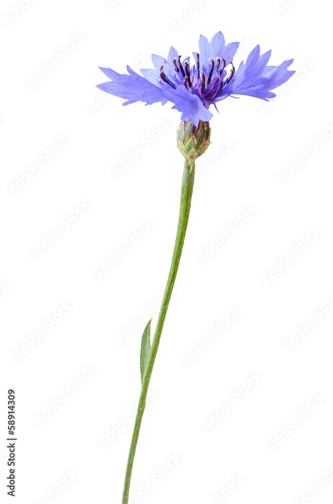 Obraz premium Zamknij się Chaber