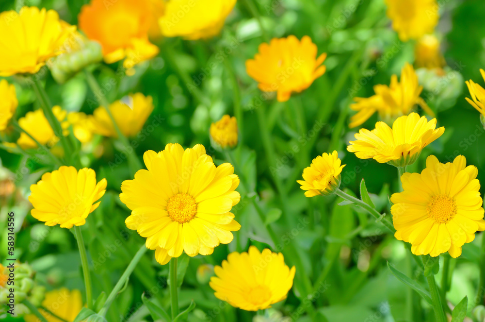 Marigold flowers in the garden